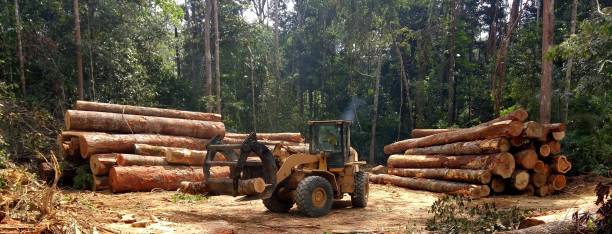 Reliable Hamshire, TX Tree Care Solutions