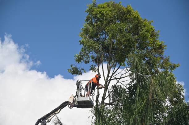 Lawn Maintenance Plans in Hamshire, TX